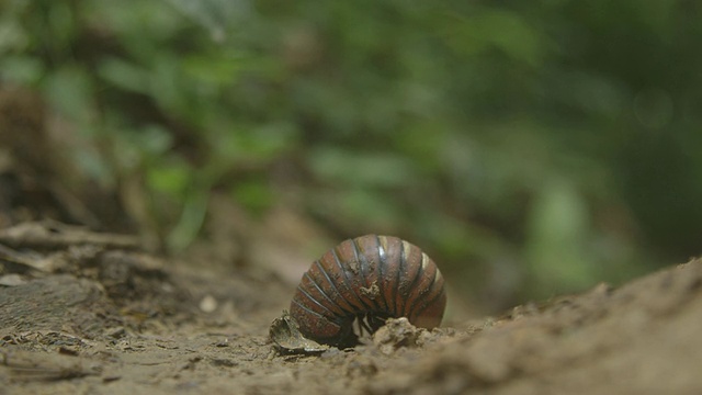 大药丸千足虫视频素材