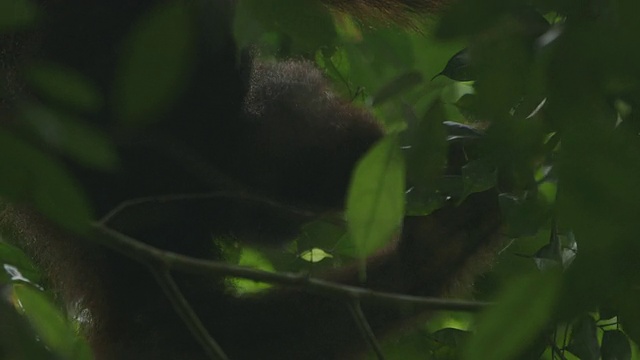 幼年猩猩在树上进食视频素材