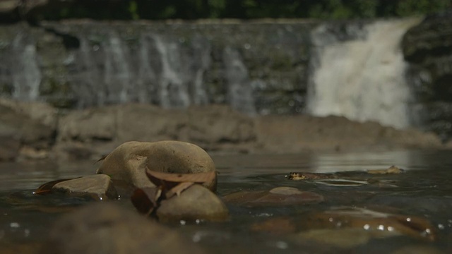 映巴克瀑布前的蜻蜓。视频素材