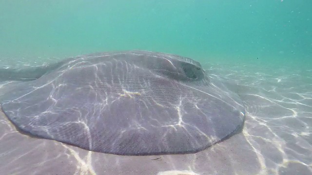 刺鳐在海里游泳视频素材