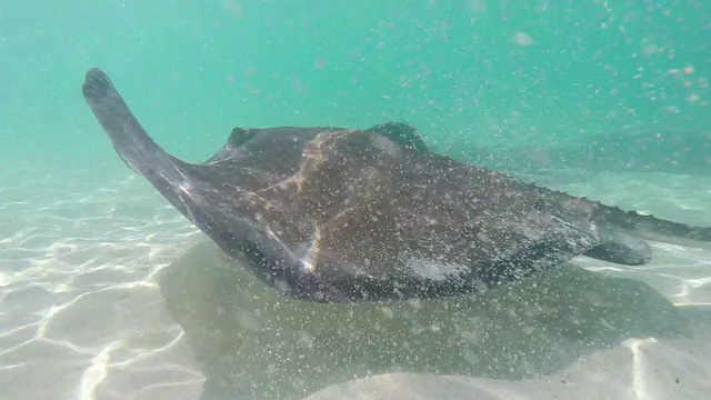 刺鳐在海里游泳视频素材