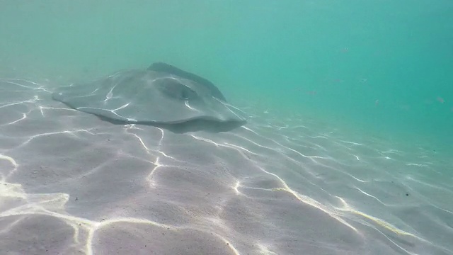 刺鳐在海里游泳视频素材