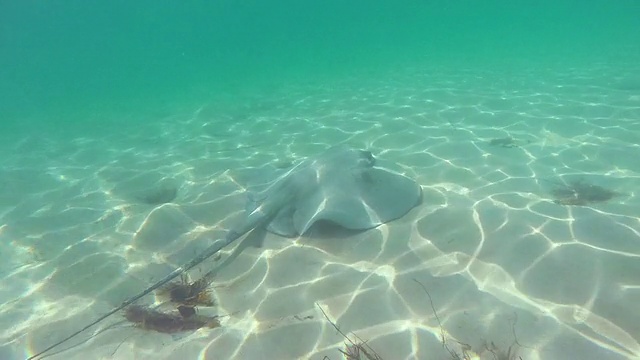 刺鳐在海里游泳视频素材