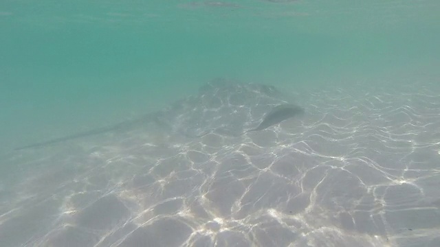 刺鳐在海里游泳视频素材