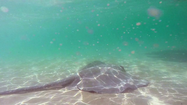 刺鳐在海里游泳视频素材