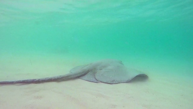 刺鳐在海里游泳视频素材