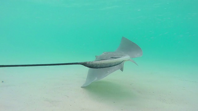 刺鳐在海里游泳视频素材