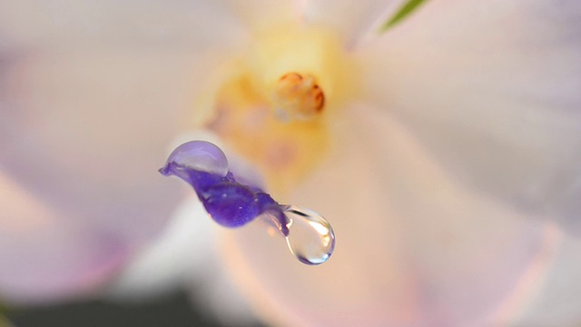 雨滴在兰花视频素材