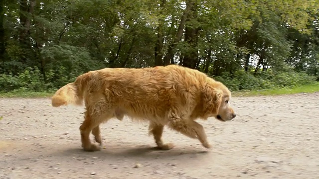 金毛猎犬在土路上奔跑视频素材