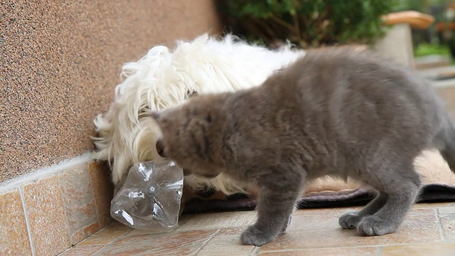 小猫在玩棉花娃娃视频素材