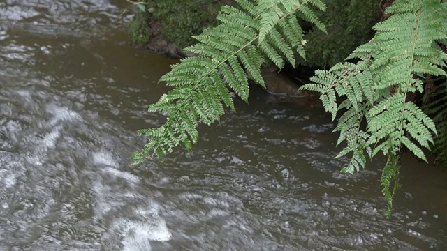 雨后森林中的溪流视频素材