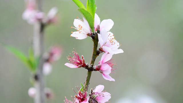 桃子花。视频素材