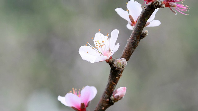 桃花儿视频素材