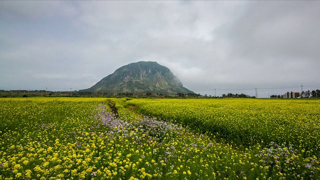 济州岛三帮山油菜景观视频素材