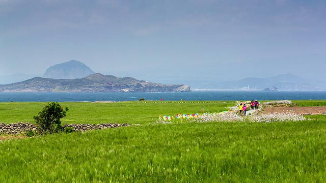 在济州岛加帕多的Jeju olle路线(步道)的博里蝙蝠(大麦田)的观点视频素材