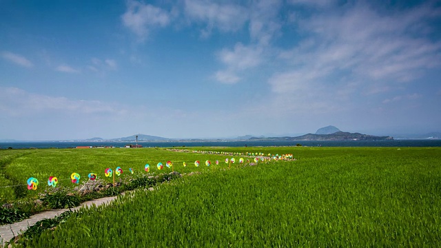 在济州岛加帕多的Jeju olle路线(步道)的博里蝙蝠(大麦田)的观点视频素材