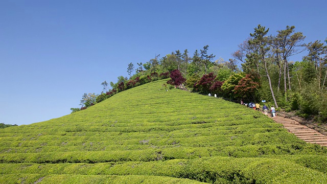 绿茶田的景色视频素材