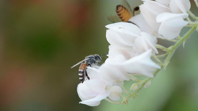 蜜蜂视频素材