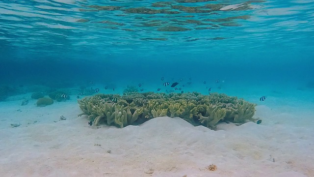 奇异珊瑚的海底时间流逝视频素材