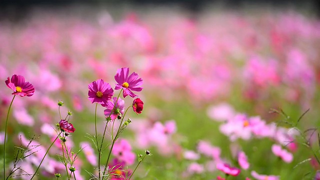 宇宙花领域视频素材