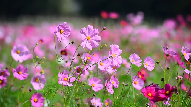 宇宙花领域视频素材