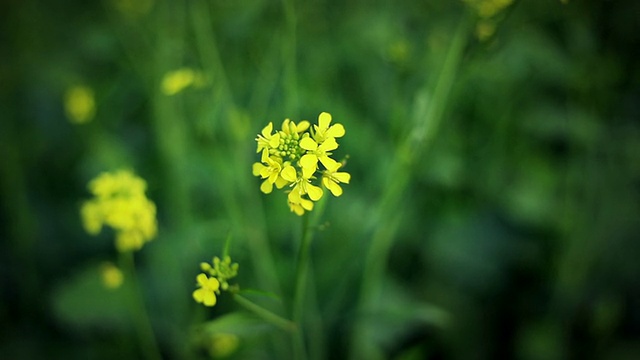 芥菜植物视频素材