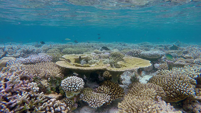 珊瑚礁上的水下海洋生物视频素材