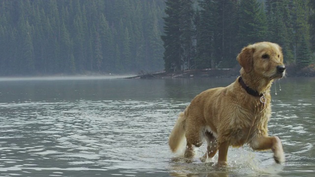 金毛寻回犬在水里玩的慢镜头视频素材