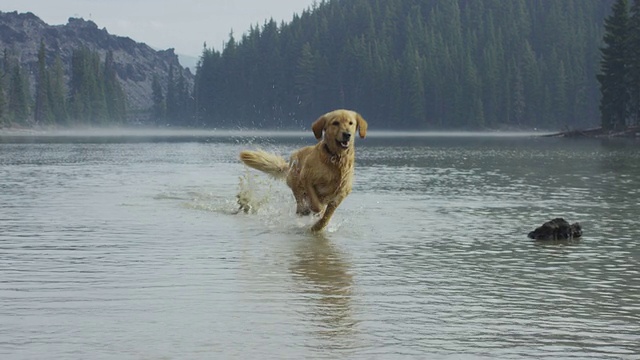 金毛寻回犬在水里玩的慢镜头视频素材