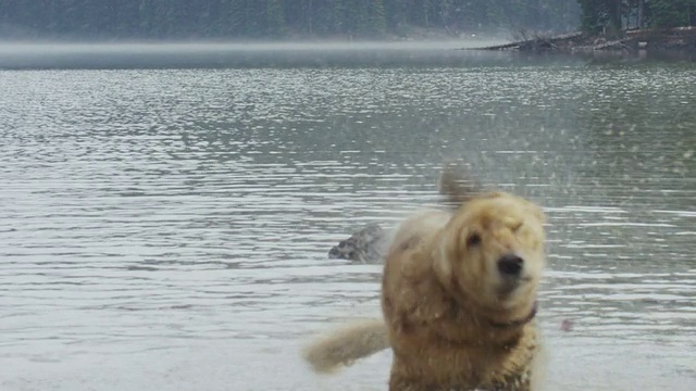 金毛猎犬抖干自己视频素材