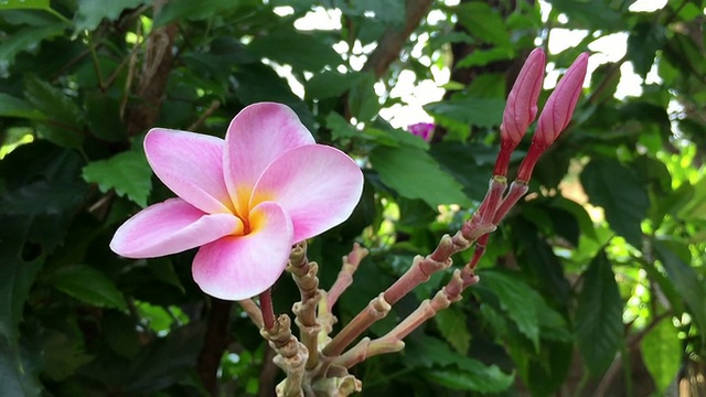 粉色花朵鸡蛋花视频素材