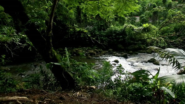 热带丛林雨林_Kolekole州立公园_old bridge大岛，视频素材