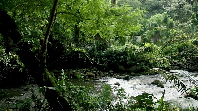 热带丛林雨林_Kolekole州立公园_old bridge大岛，视频素材