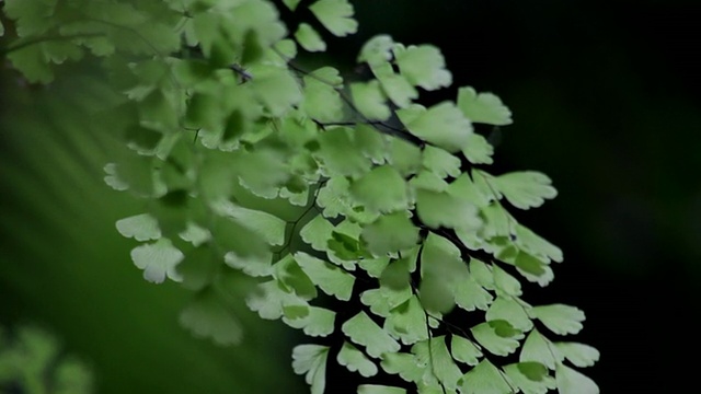 夏威夷大岛的热带蕨类植物视频素材