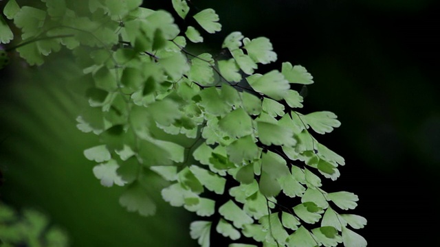 夏威夷大岛的热带蕨类植物视频素材