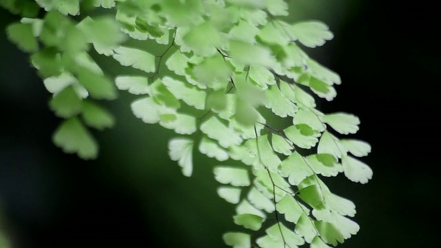 夏威夷大岛的热带蕨类植物视频素材