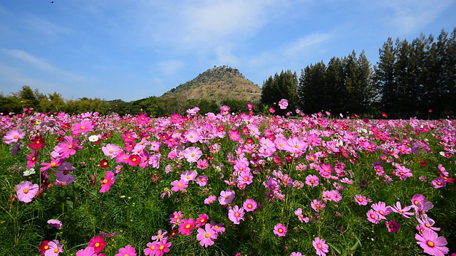 宇宙花领域视频素材