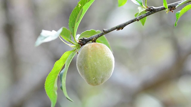 桃子视频素材