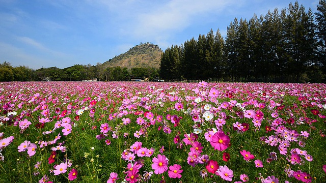 宇宙花领域视频素材