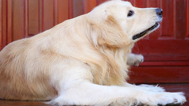 金毛猎犬在挠痒的皮肤视频素材