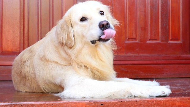 金毛猎犬在挠痒的皮肤视频素材