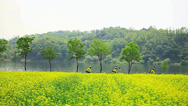 在韩国京畿道古里，骑自行车的人在汉港河畔公园骑行油菜花床(古里汉港油菜花节)视频素材