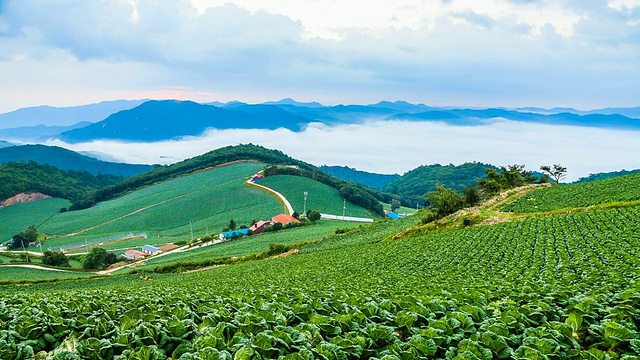 韩国江原道江陵市安坂德村多云的高原白菜田景观WS T/L视频素材