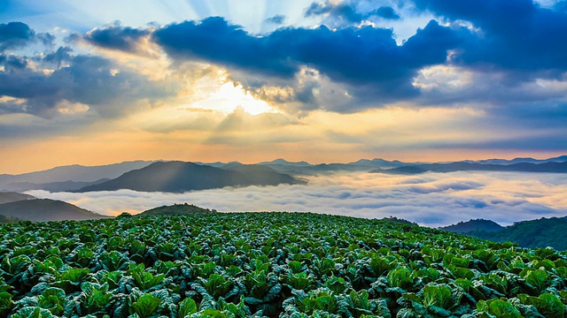 韩国江原道江陵市安坂德村日出时的高原白菜田景观/ WS T/L视频素材