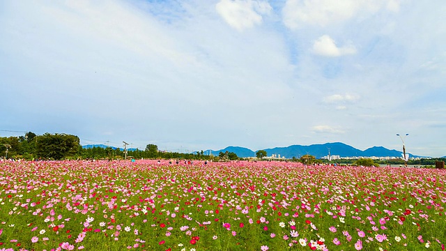 在韩国京畿道古里市的汉港河畔公园(古里宇宙节)，游客们在宇宙花坛中漫步视频素材