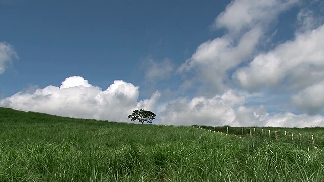 桑贡武里(火山口)和树/济州岛，济州岛，韩国视频素材