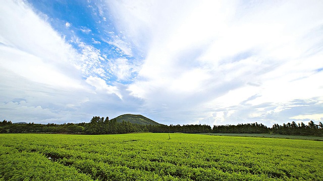 WS T/L韩国济州岛济州岛Codonopsis Lanceolata field and dramatic sky视频素材