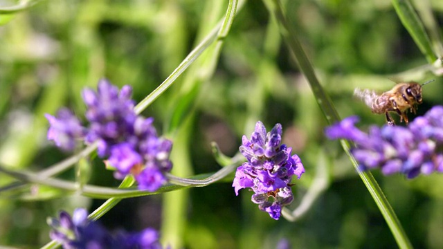 蜜蜂吸食薰衣草花蜜，起飞并飞走/ Les Mureaux, Yvelines(78)，法国视频素材