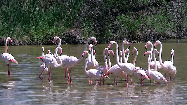 大火烈鸟(腓凤蝶)群伫立在法国东南部沼泽/圣玛丽德拉梅尔，Camargue，法国视频素材