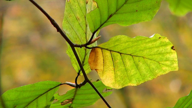 秋林地/弗罗伊登堡，莱茵兰-普法尔茨，德国视频素材